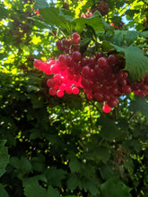 Load image into Gallery viewer, American Cranberry