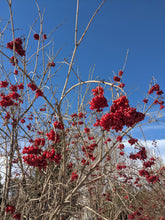 Load image into Gallery viewer, American Cranberry
