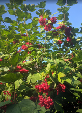 Load image into Gallery viewer, American Cranberry