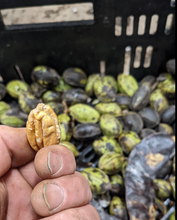 Load image into Gallery viewer, Northern Pecan