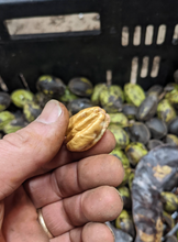 Load image into Gallery viewer, Northern Pecan