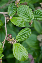 Load image into Gallery viewer, Witch Hazel