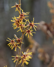 Load image into Gallery viewer, Witch Hazel