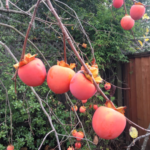 Persimmon