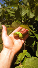Load image into Gallery viewer, Hazelnut
