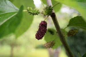 Red Mulberry