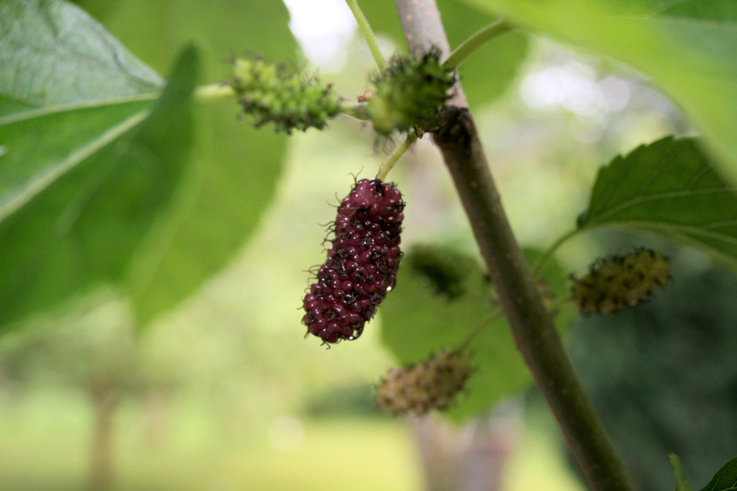 Red Mulberry