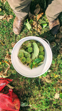Load image into Gallery viewer, Hybrid Chestnut Trees
