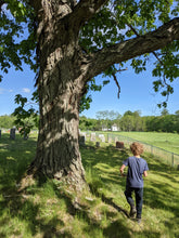 Load image into Gallery viewer, Shagbark Hickory
