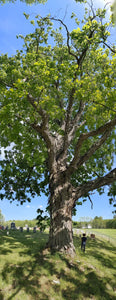Shagbark Hickory