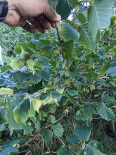 Load image into Gallery viewer, Hazelnut
