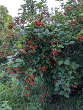 Load image into Gallery viewer, American Cranberry
