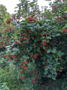 American Cranberry