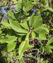 Load image into Gallery viewer, Aronia
