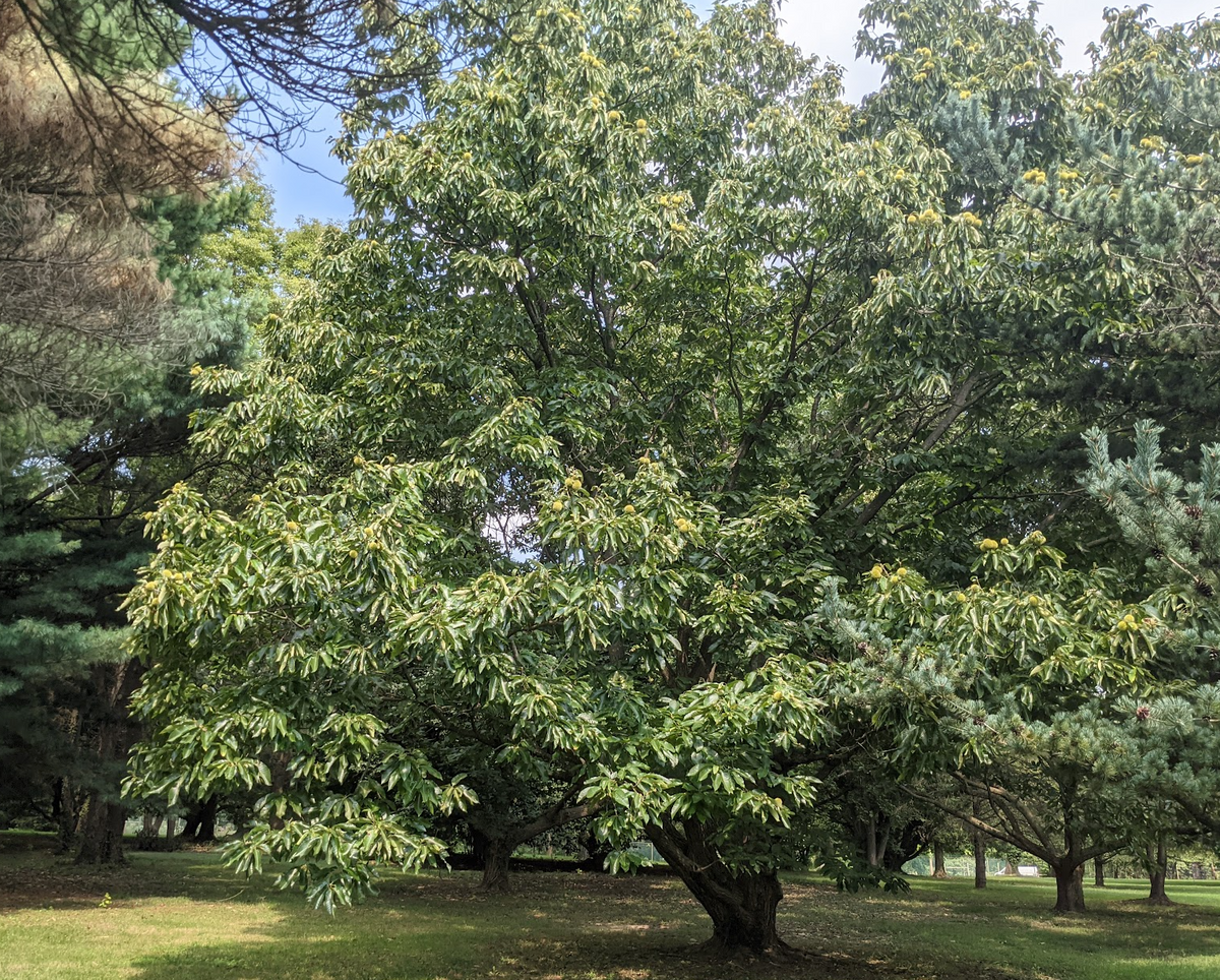 Hybrid Chestnut Trees – Horg Nursery