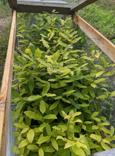 Load image into Gallery viewer, Hybrid Chestnut Trees
