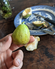 Load image into Gallery viewer, Hardy Figs
