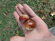 Load image into Gallery viewer, Hybrid Chestnut Trees
