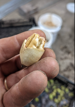 Load image into Gallery viewer, Northern Pecan
