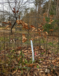 Professional LTD White Spiral Tree Guards