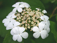 Load image into Gallery viewer, American Cranberry
