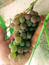 Load image into Gallery viewer, Canadice Grapes
