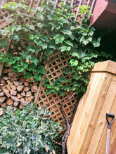 Load image into Gallery viewer, Canadice Grapes
