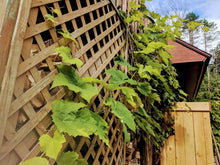 Load image into Gallery viewer, Canadice Grapes
